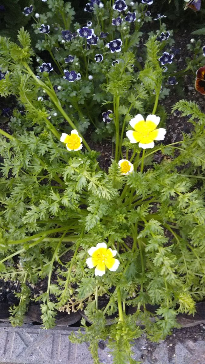 初めてのリムナンテス🌱 おぉ～💕