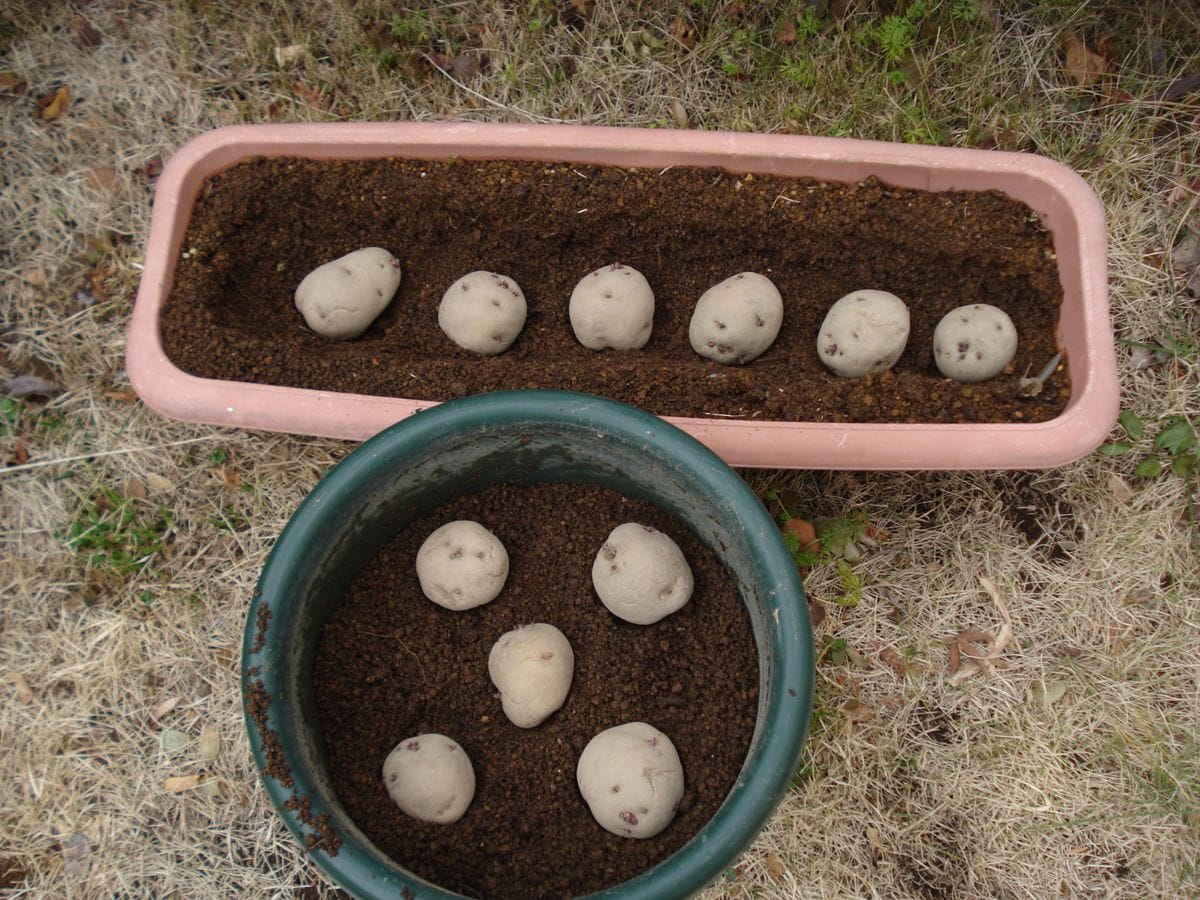 男爵イモ 発芽した芽を挿して栽培してみる😊 種イモをプランターに埋めました。