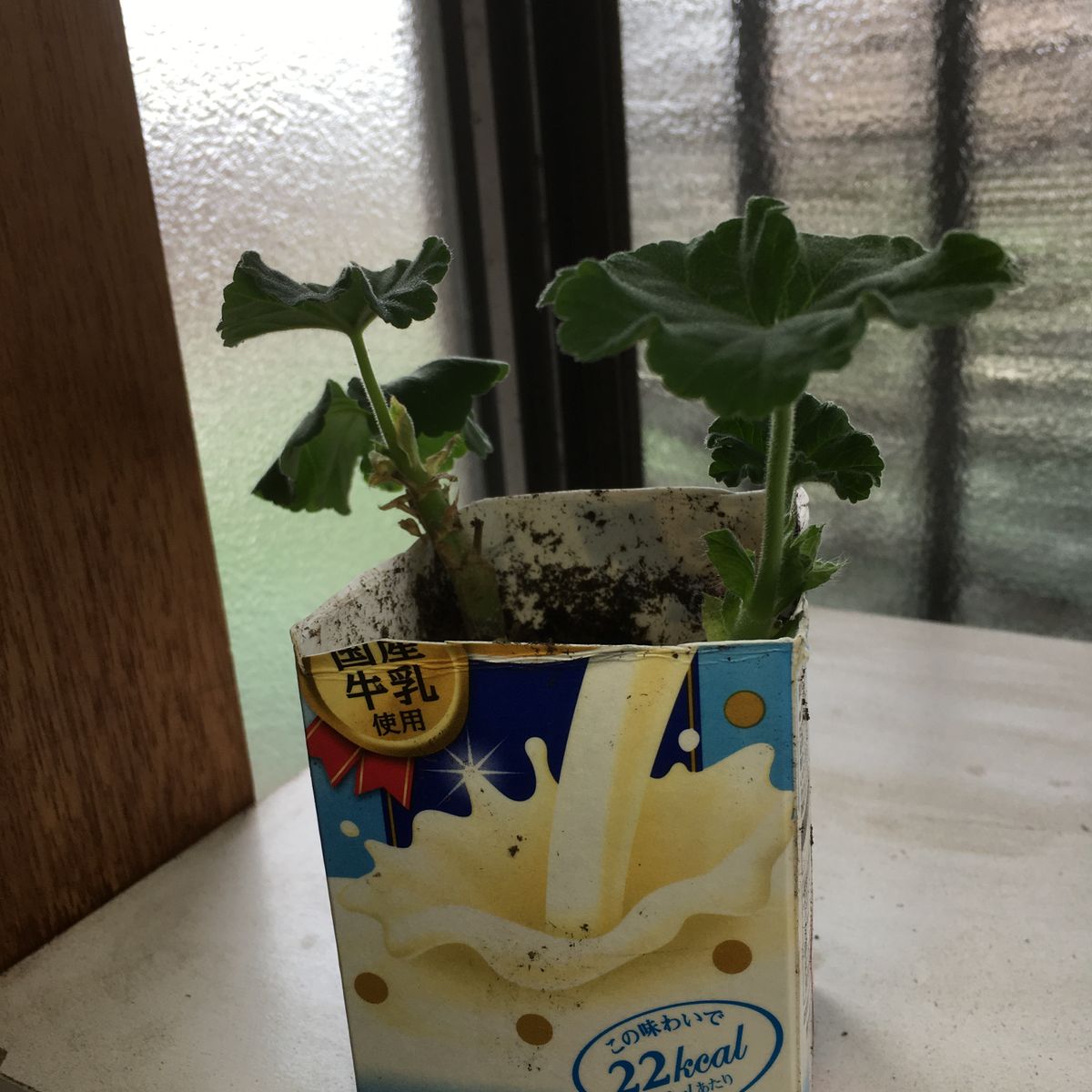 12月からの挿し芽。室内管理で発根できるか。 牛乳パックで挿してみる。