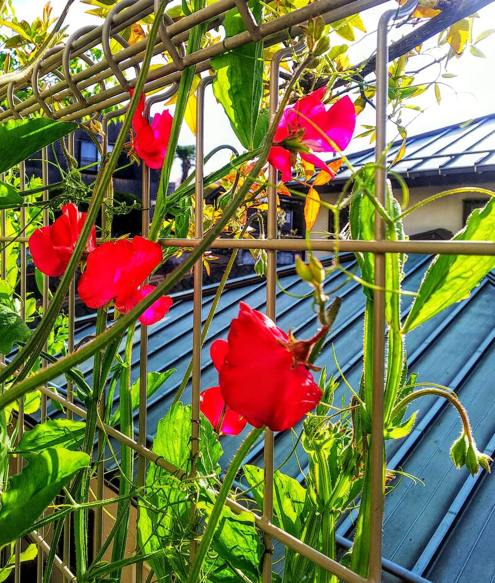 種取りで育てるスイートピー 赤い花が元気に咲いてます🌺