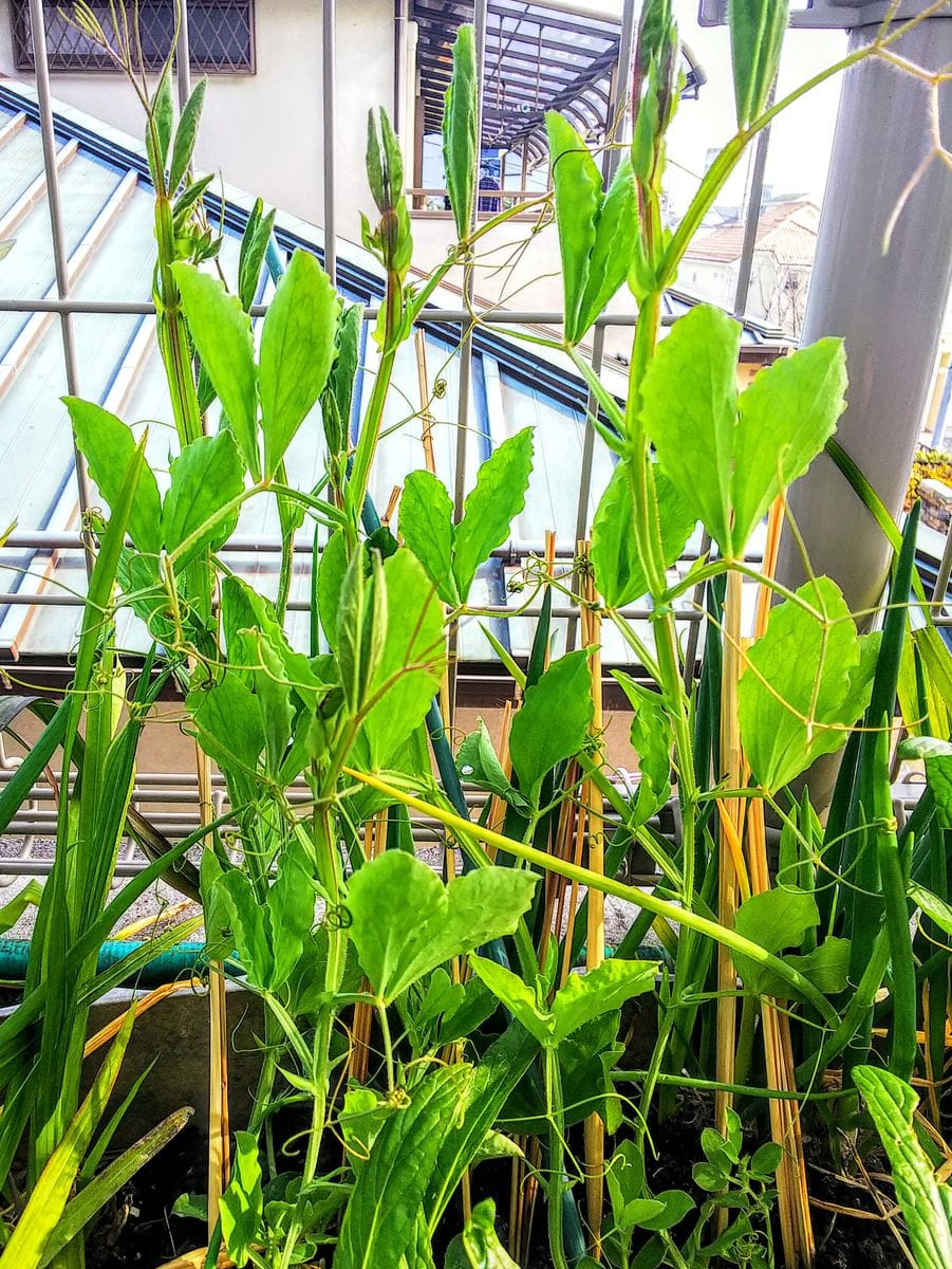 種取りで育てるスイートピー もうすぐ花芽が出始めます☀️