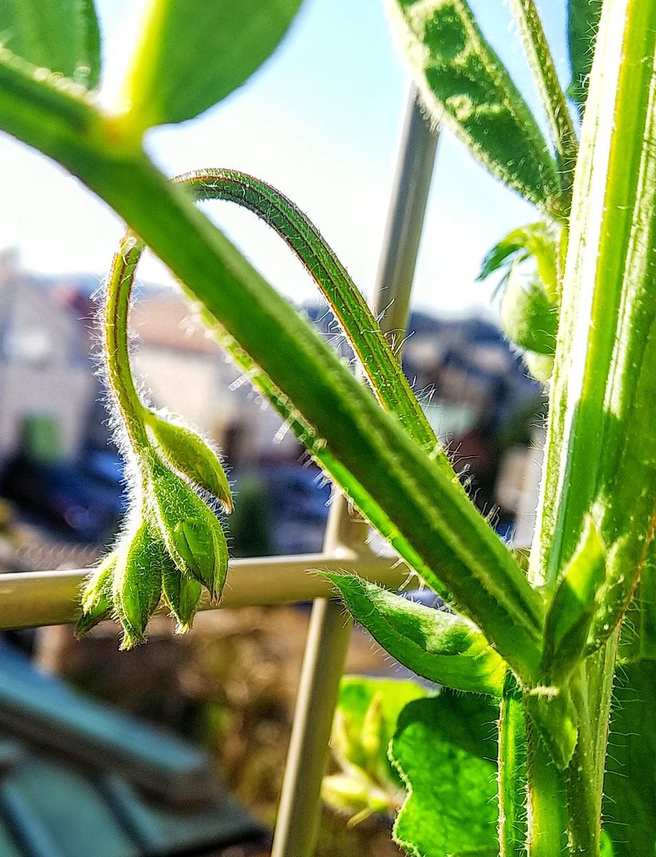 種取りで育てるスイートピー 膨らんだ花芽