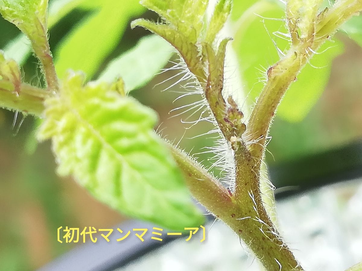 マンマミーア🍅種から水耕栽培 初代マンマミーア🍅～蕾がつく