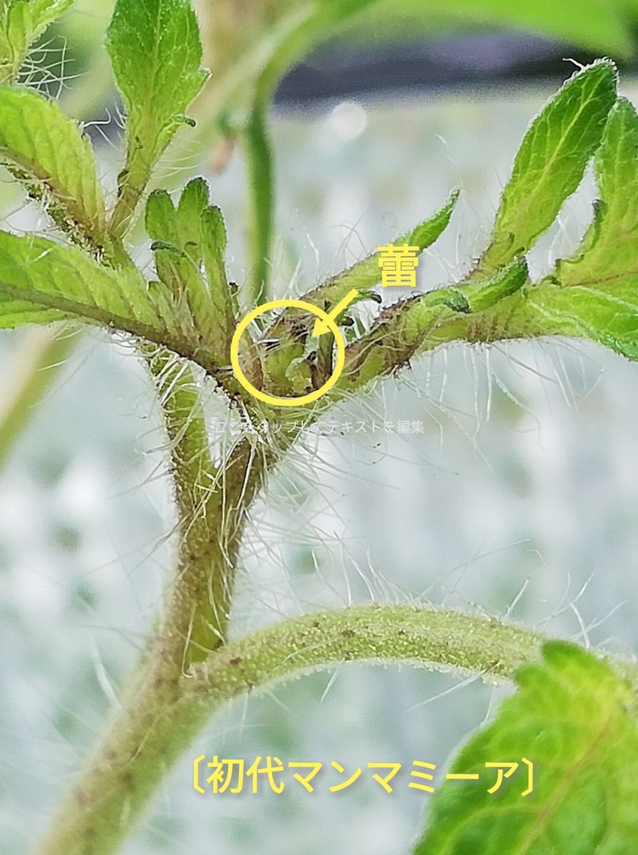 マンマミーア🍅種から水耕栽培 初代マンマミーア🍅～脇芽の蕾を確認