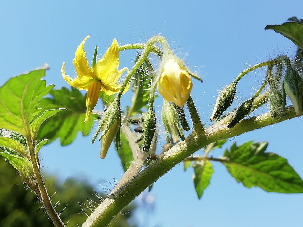 マンマミーア🍅種から水耕栽培 １番花、開花