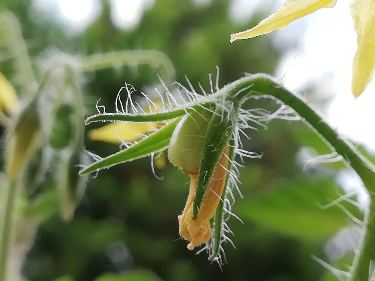 マンマミーア🍅種から水耕栽培 着果🍅