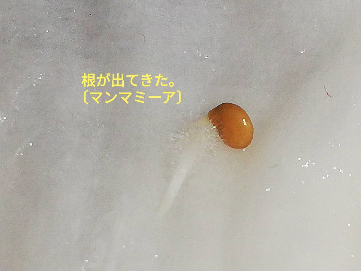 マンマミーア🍅種から水耕栽培 種蒔き～発根