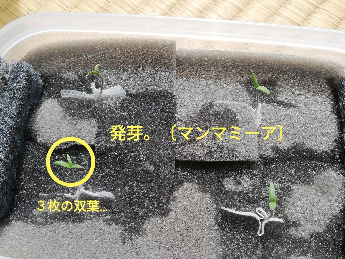 マンマミーア🍅種から水耕栽培 発根～発芽(その２)