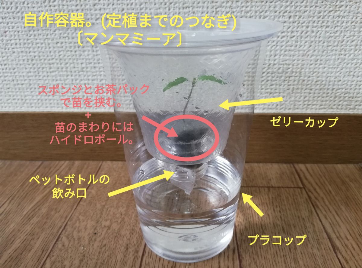 マンマミーア🍅種から水耕栽培 自作プラコップへ(その２)