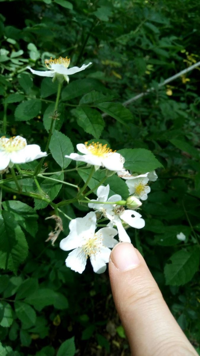 スゴイ発芽率！公園で見つけたノイバラを種から育てる 親のノイバラの花を確認してきました