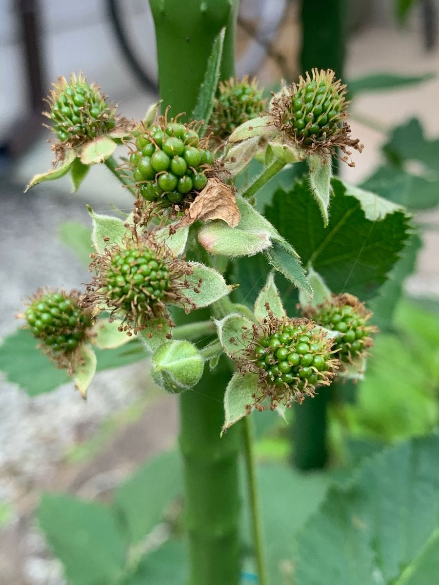 初めてのブラックベリー 花も咲き実に成りかけてきた