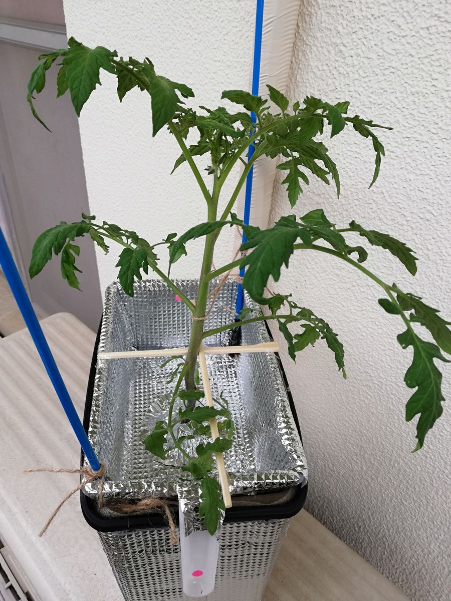 桃太郎🍅種から水耕栽培 桃太郎🍅の様子