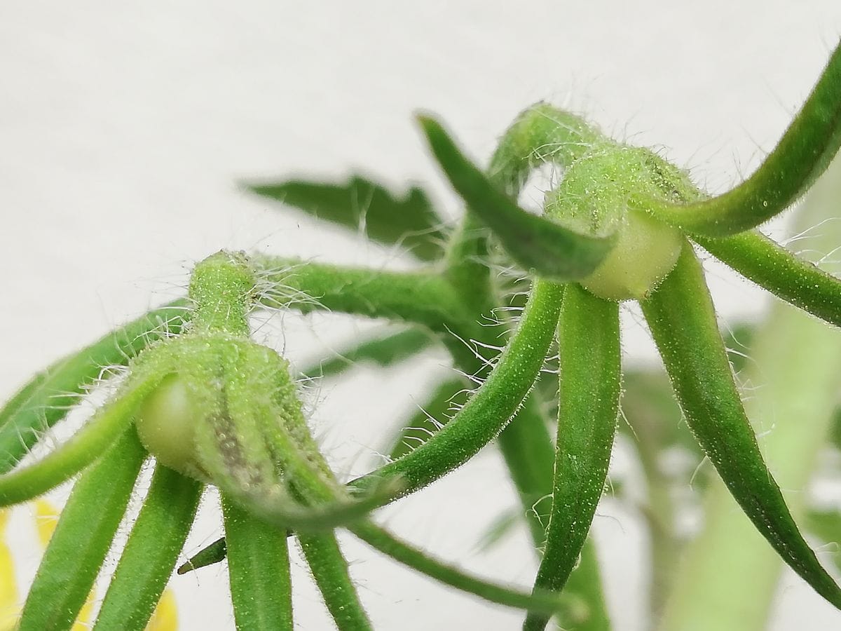 桃太郎🍅種から水耕栽培 １、２番果の確認！