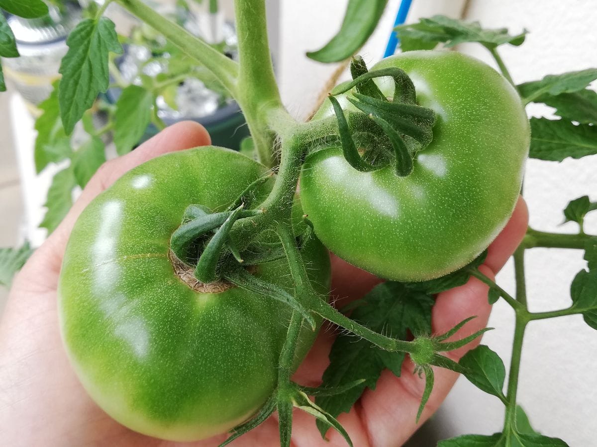 桃太郎🍅種から水耕栽培 トマトの実🍅の様子