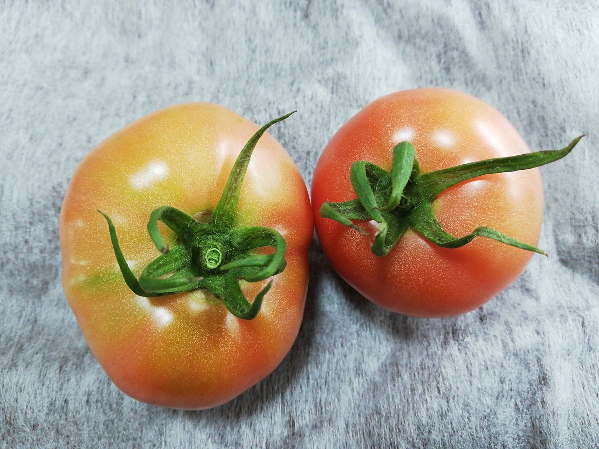 桃太郎🍅種から水耕栽培 初収穫