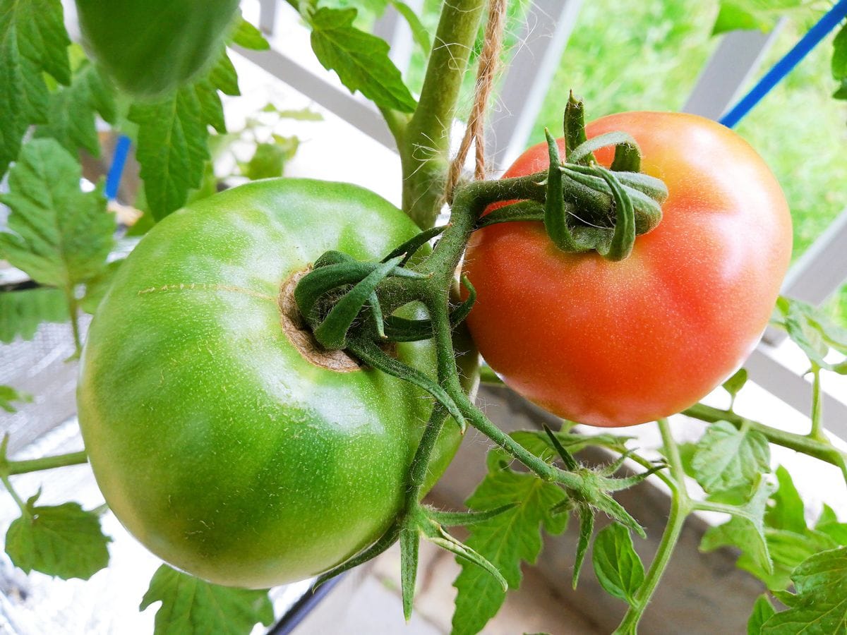 桃太郎🍅種から水耕栽培 収穫