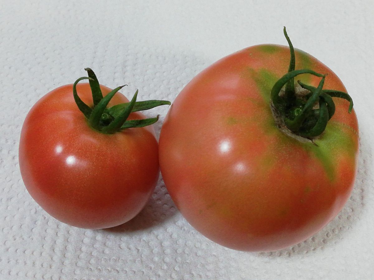 桃太郎🍅種から水耕栽培 収穫