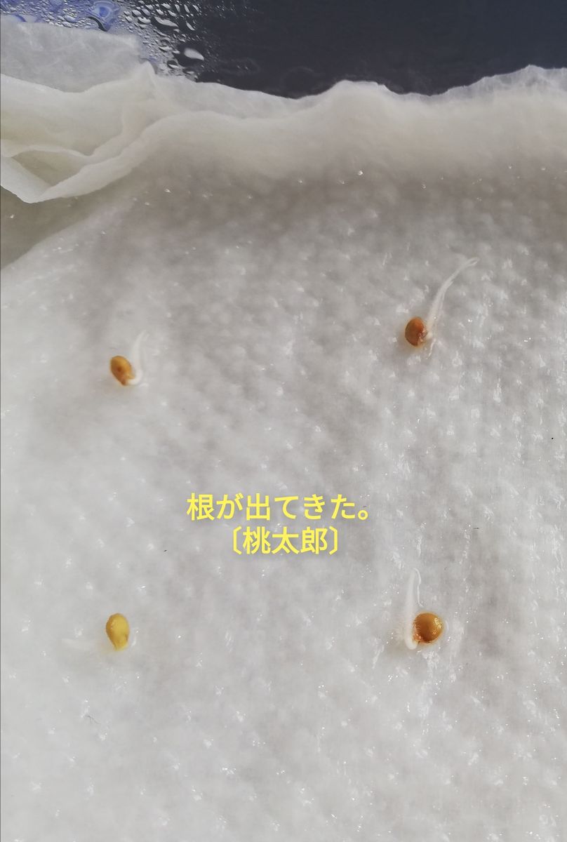 桃太郎🍅種から水耕栽培 種蒔き～発根