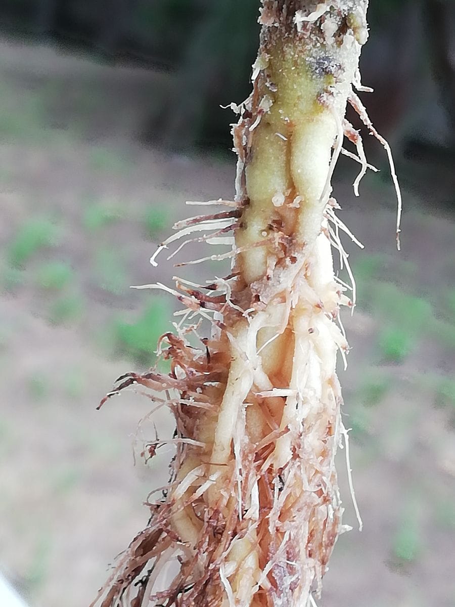 桃太郎🍅種から水耕栽培 撤収