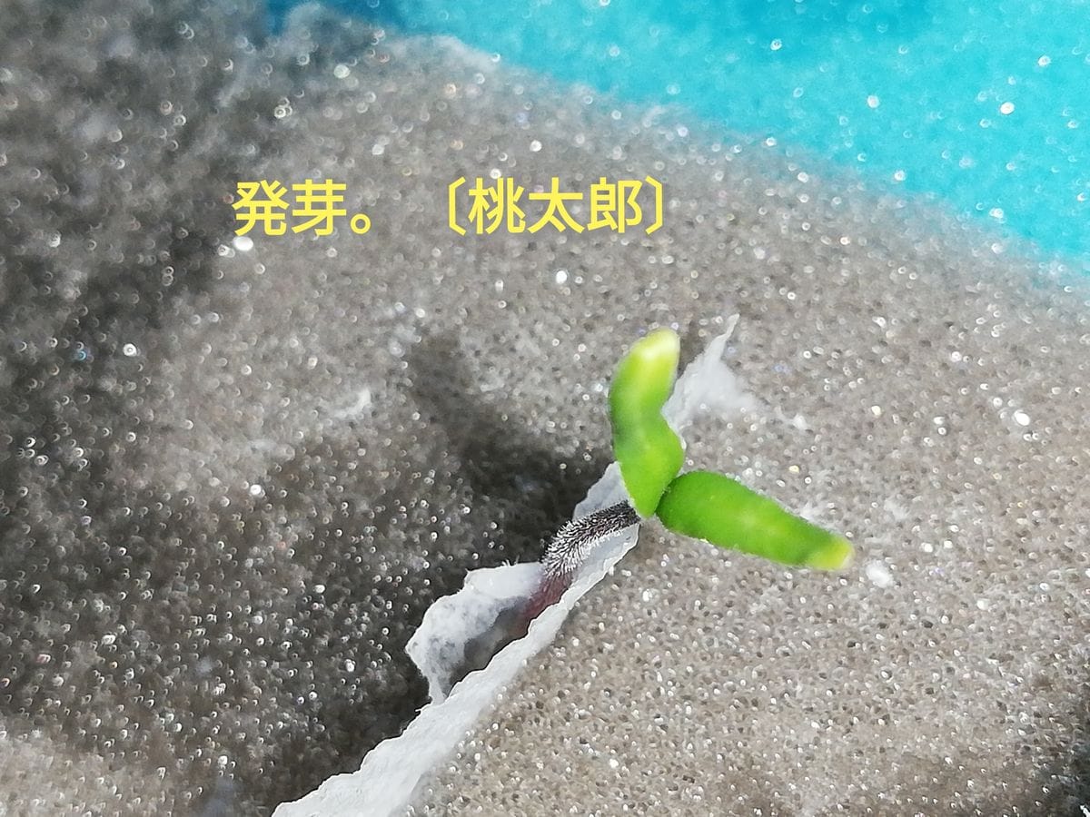 桃太郎🍅種から水耕栽培 発根～発芽(その２)