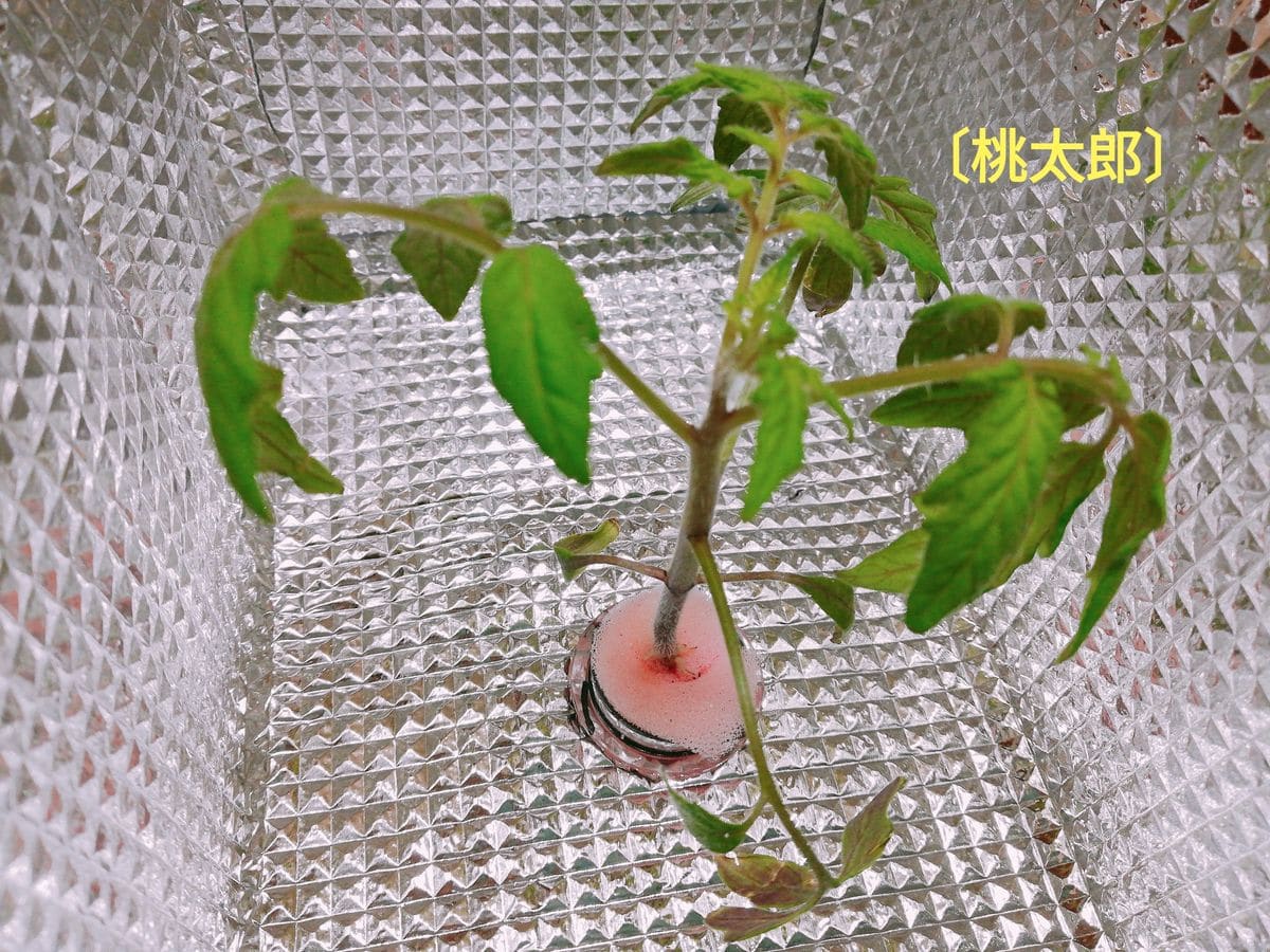 桃太郎🍅種から水耕栽培 桃太郎🍅の定植～その２