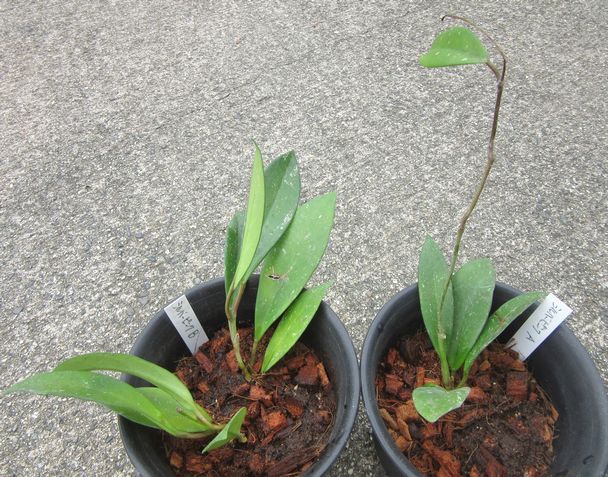 ホヤ・プビカリクス　'シルバーピンク' 植えつけ