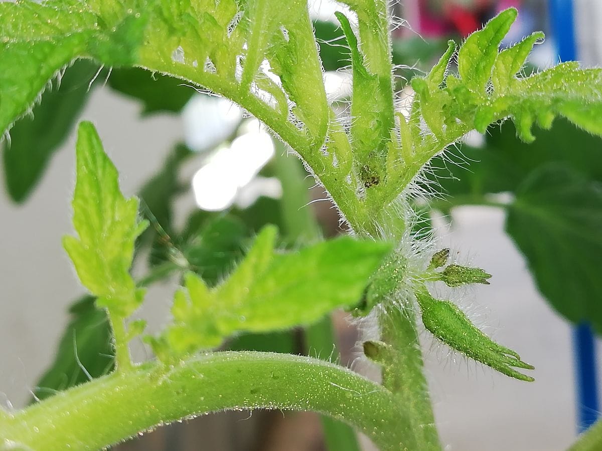 トマト１号🍅種から水耕栽培 ２段目蕾を確認