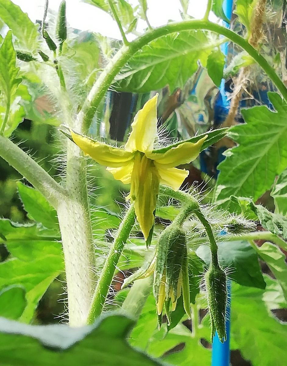 トマト１号🍅種から水耕栽培 １番花の開花