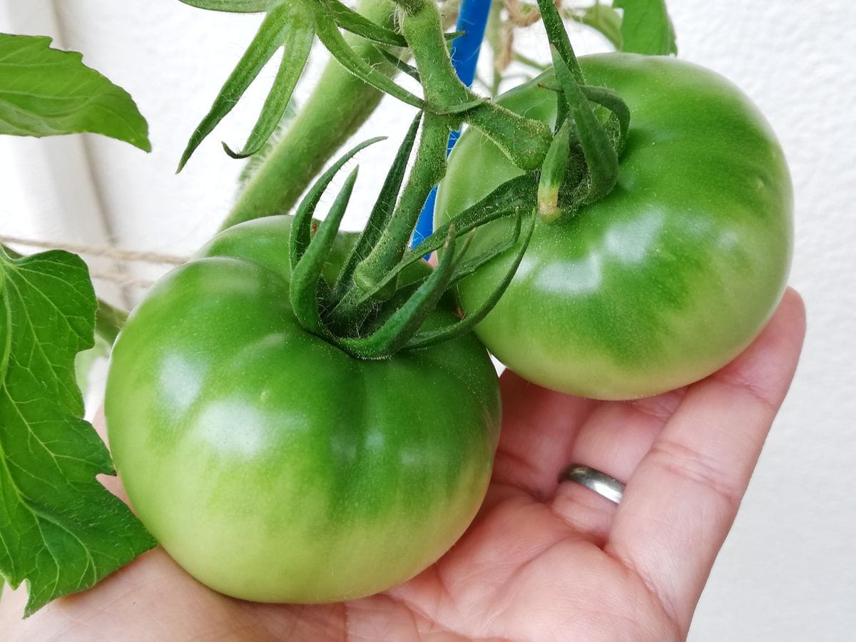 トマト１号🍅種から水耕栽培 トマト🍅の様子