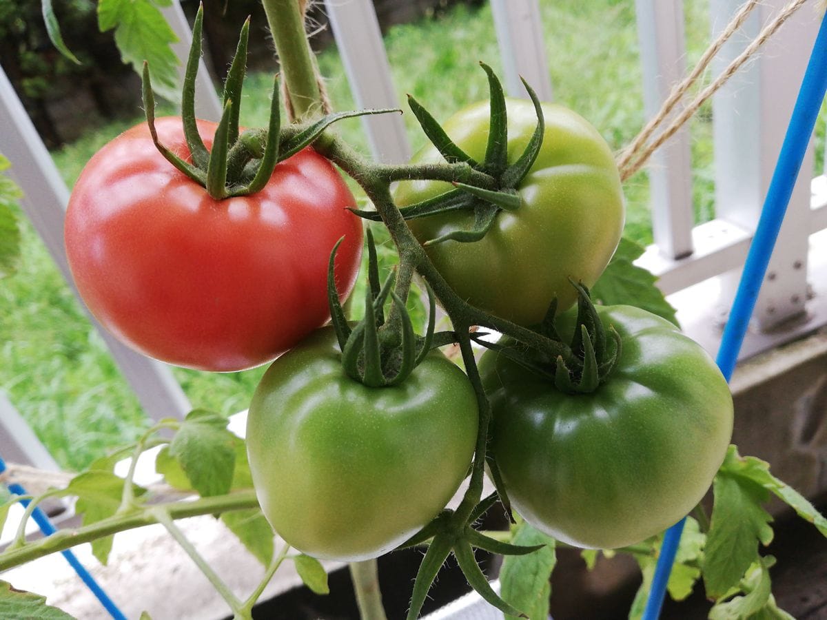 トマト１号🍅種から水耕栽培 初収穫しました