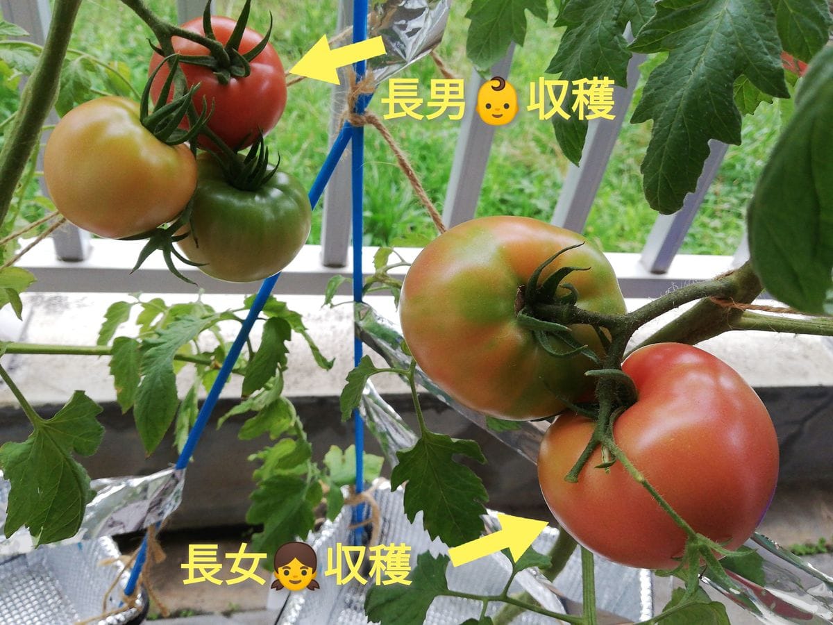 トマト１号🍅種から水耕栽培 収穫