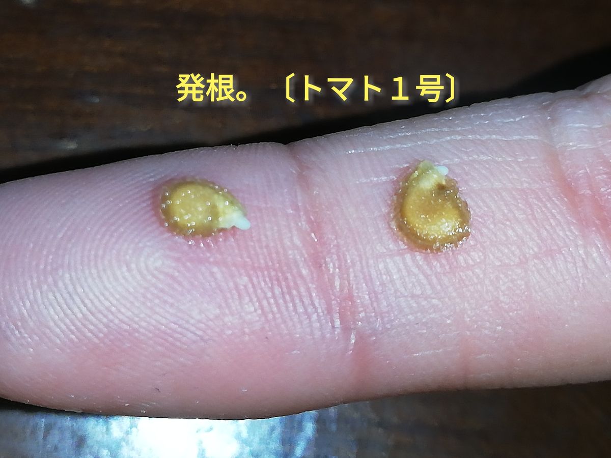 トマト１号🍅種から水耕栽培 種蒔き～発根