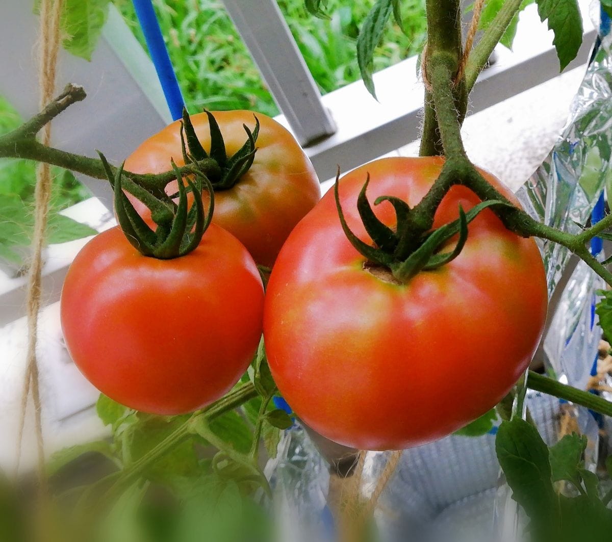 トマト１号🍅種から水耕栽培 収穫