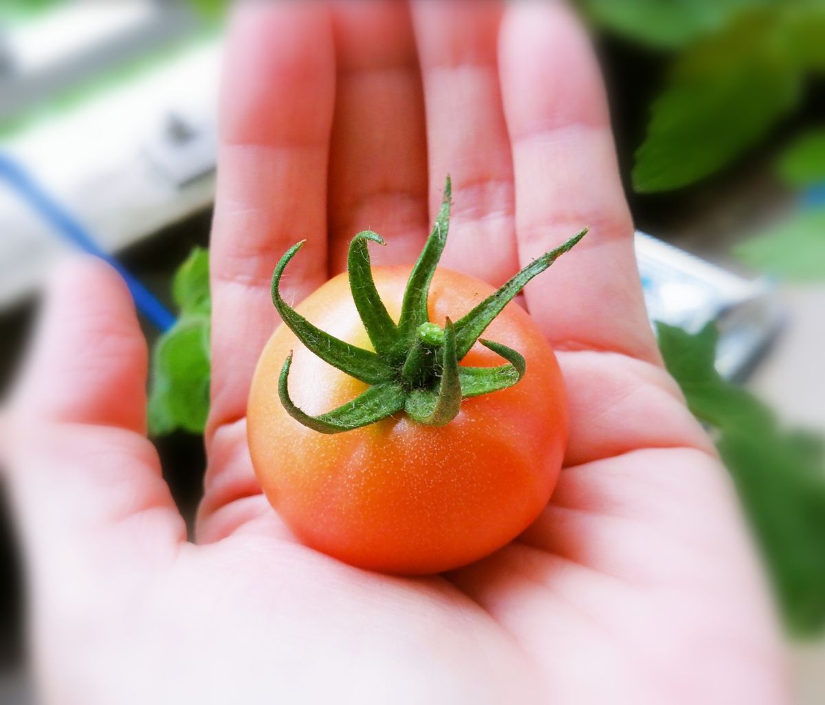 トマト１号🍅種から水耕栽培 収穫