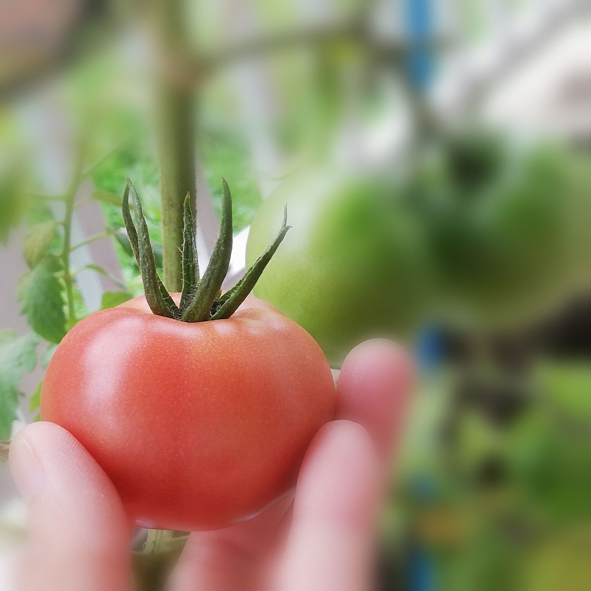 トマト１号🍅種から水耕栽培 収穫