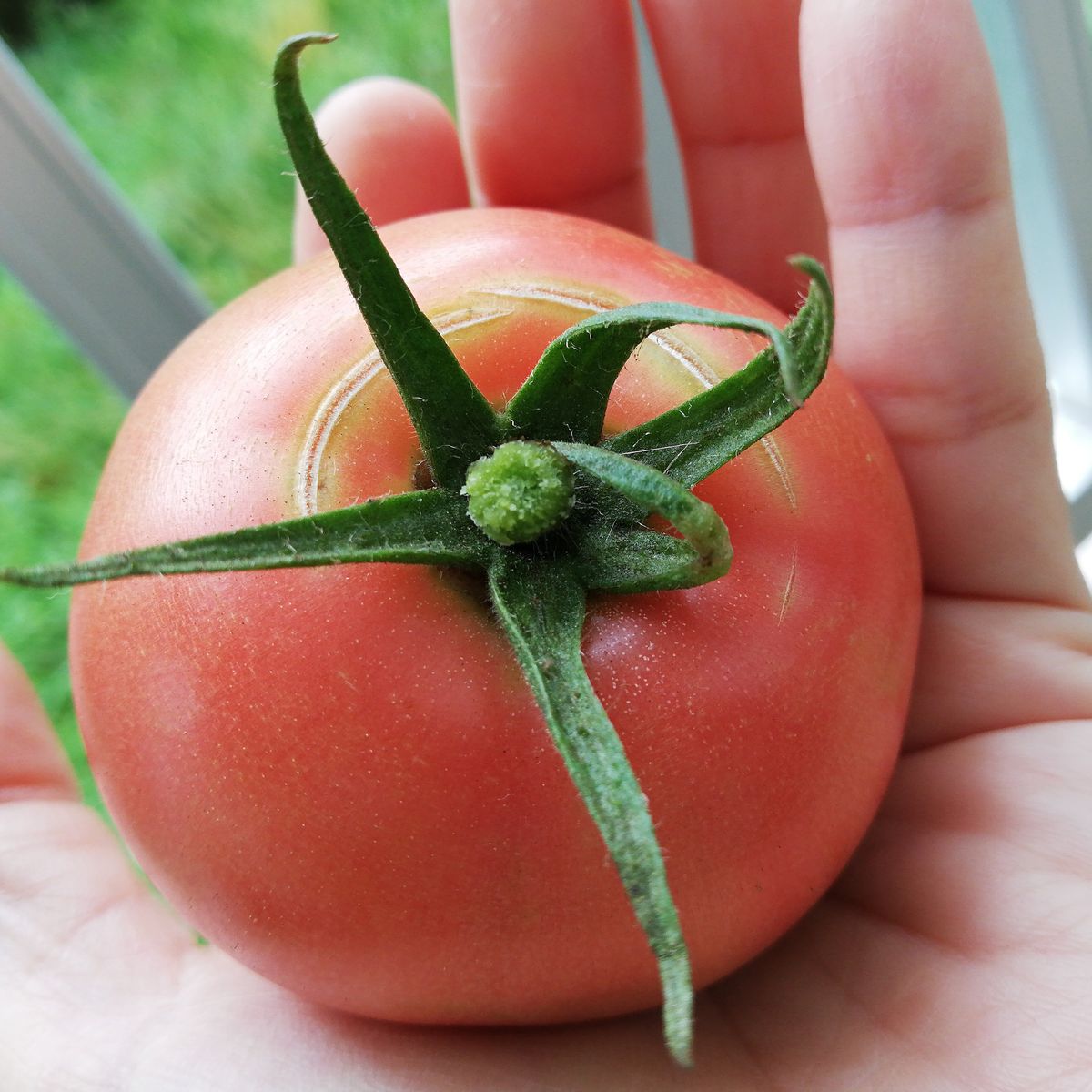 トマト１号🍅種から水耕栽培 収穫