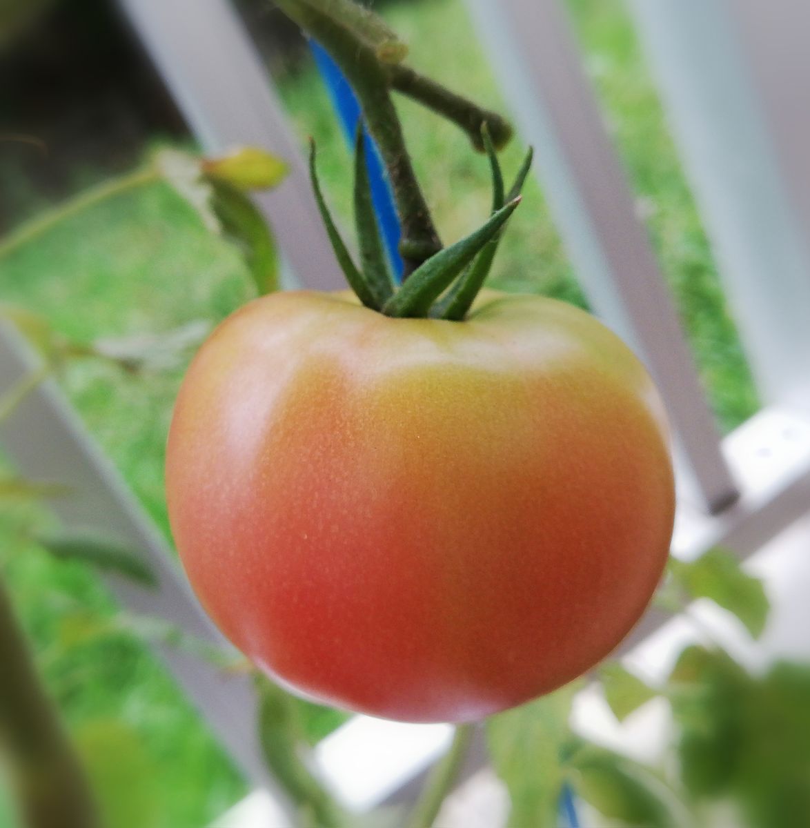 トマト１号🍅種から水耕栽培 収穫