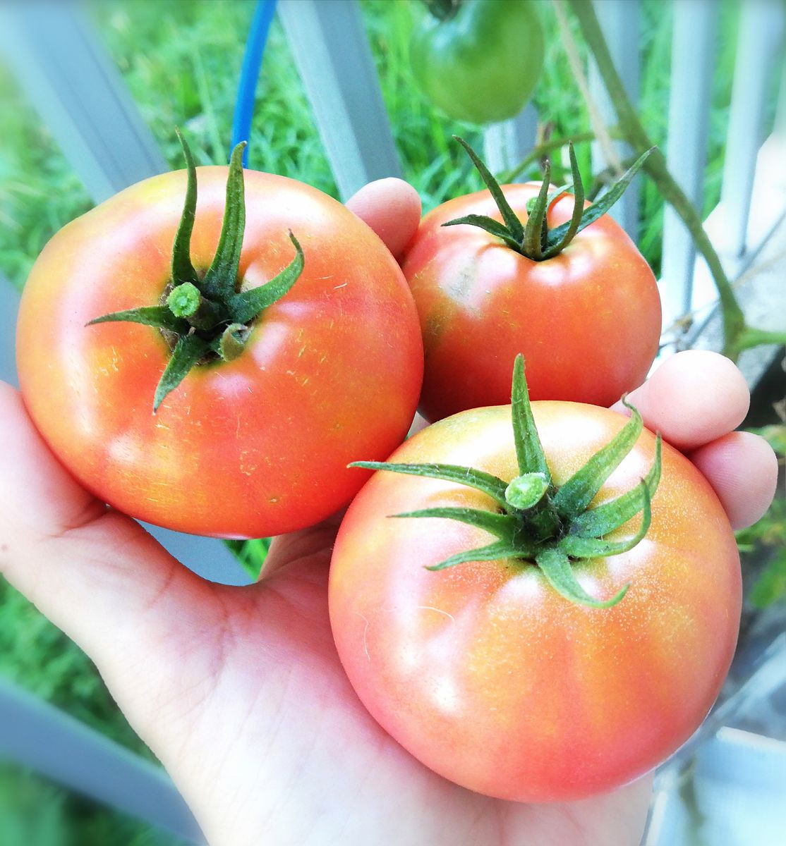 トマト１号🍅種から水耕栽培 収穫