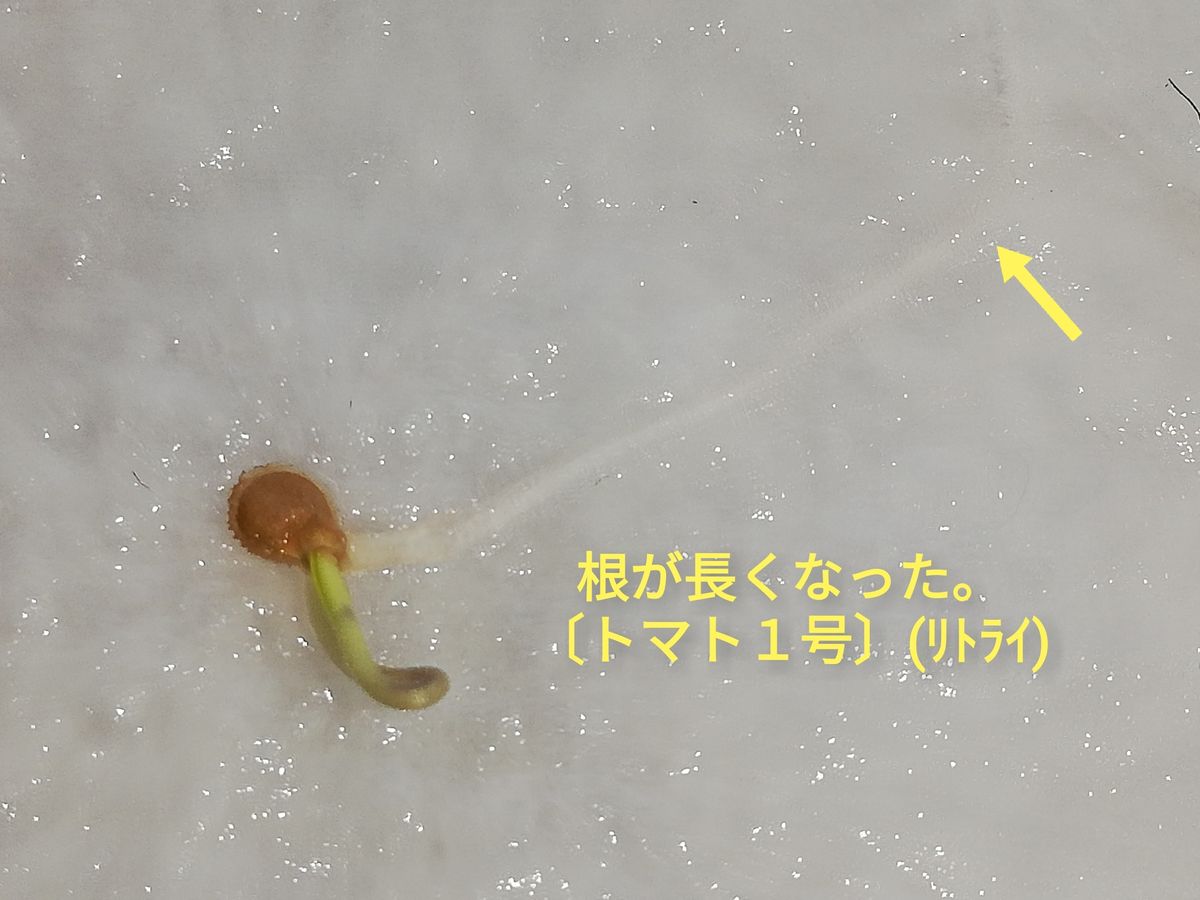 トマト１号🍅種から水耕栽培 〔ﾘﾄﾗｲ〕種蒔き～発芽用スポンジへ