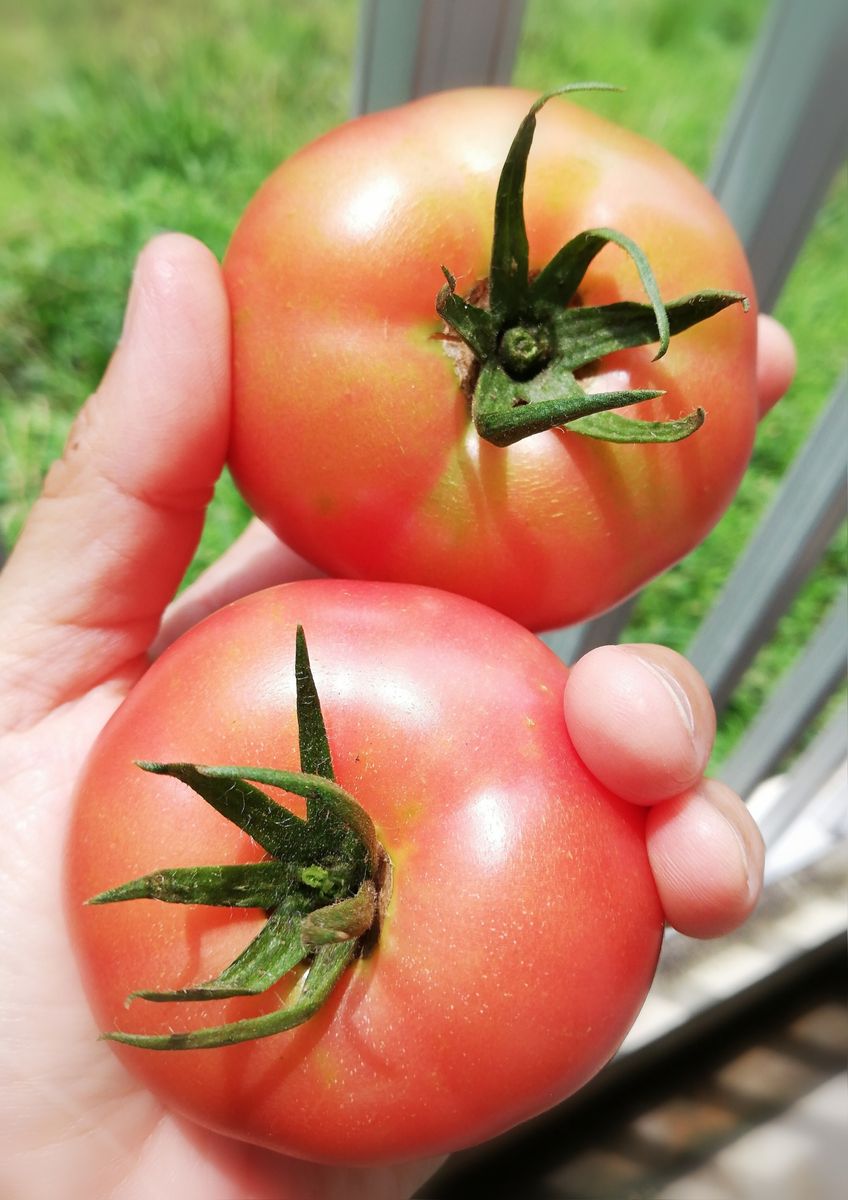 トマト１号🍅種から水耕栽培