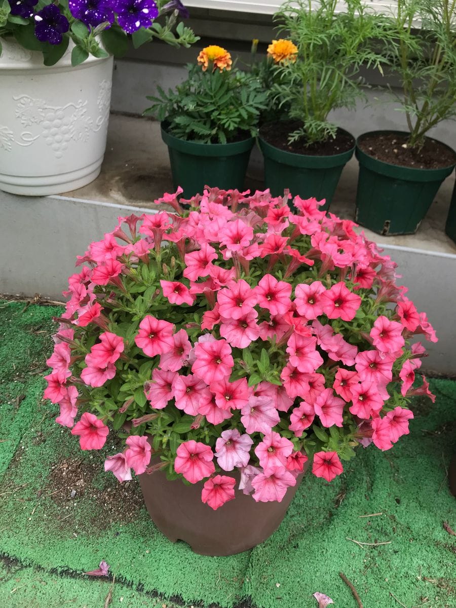 初めてのサフィニア〜小ぶりのお花でチャレンジ 満開ですが花が小さくなり始めました。