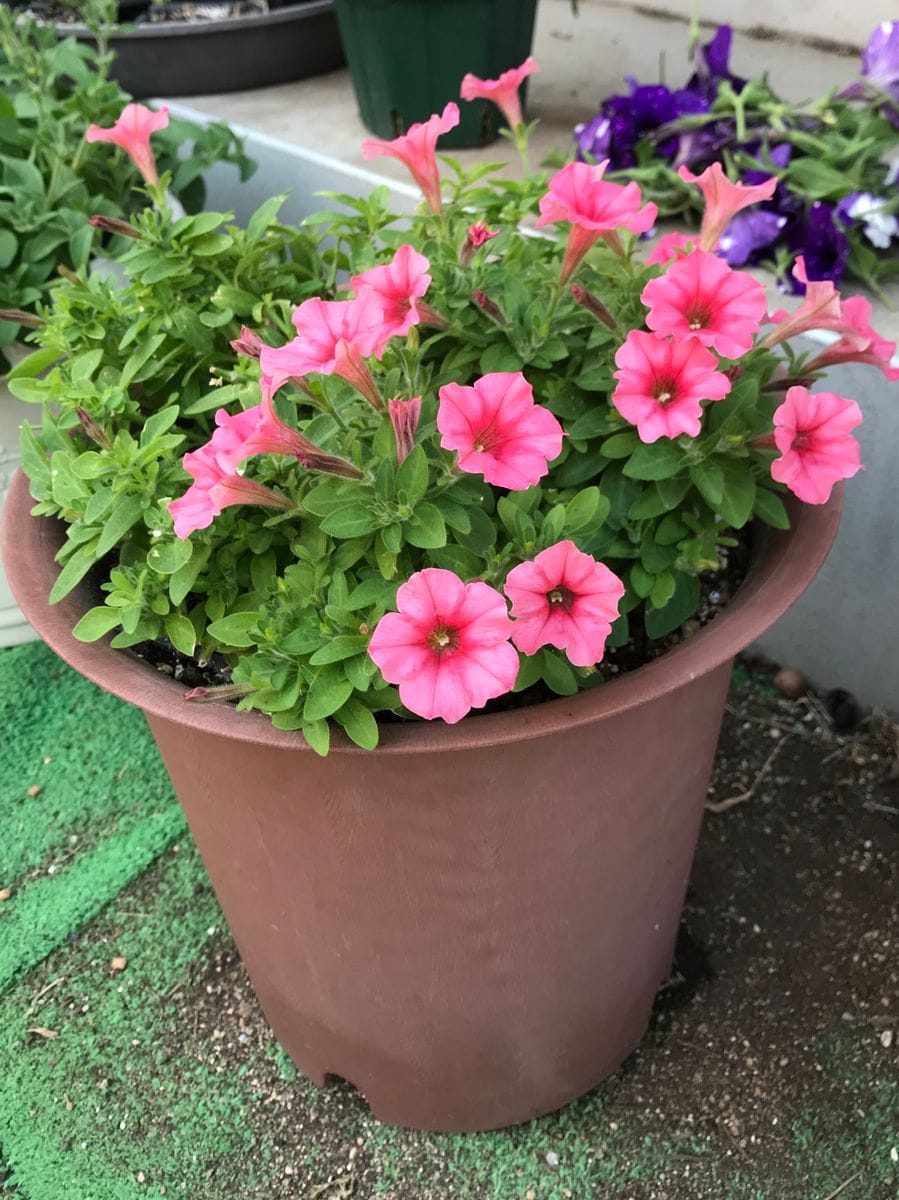 初めてのサフィニア〜小ぶりのお花でチャレンジ 1週間、少しの花を楽しみました