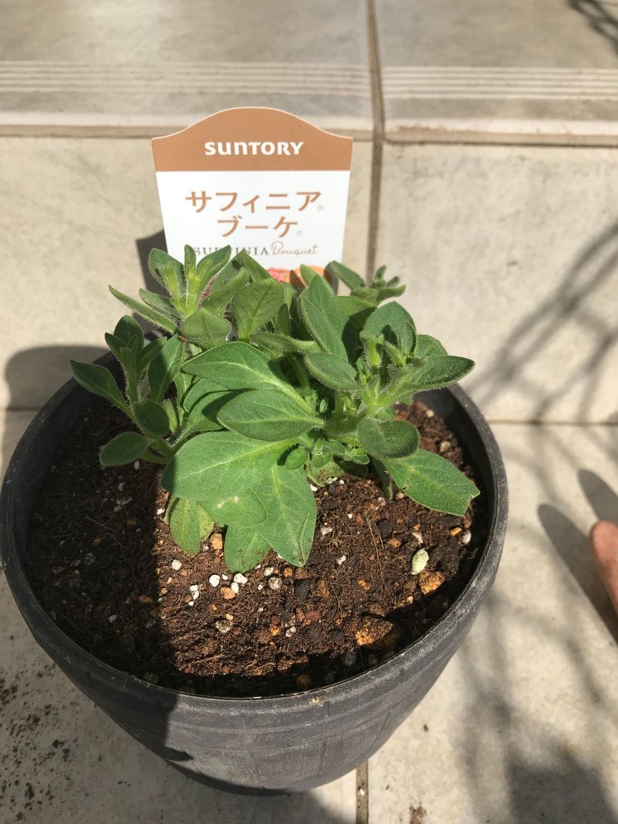 初めてのサフィニア〜小ぶりのお花でチャレンジ 植え付け完了です。