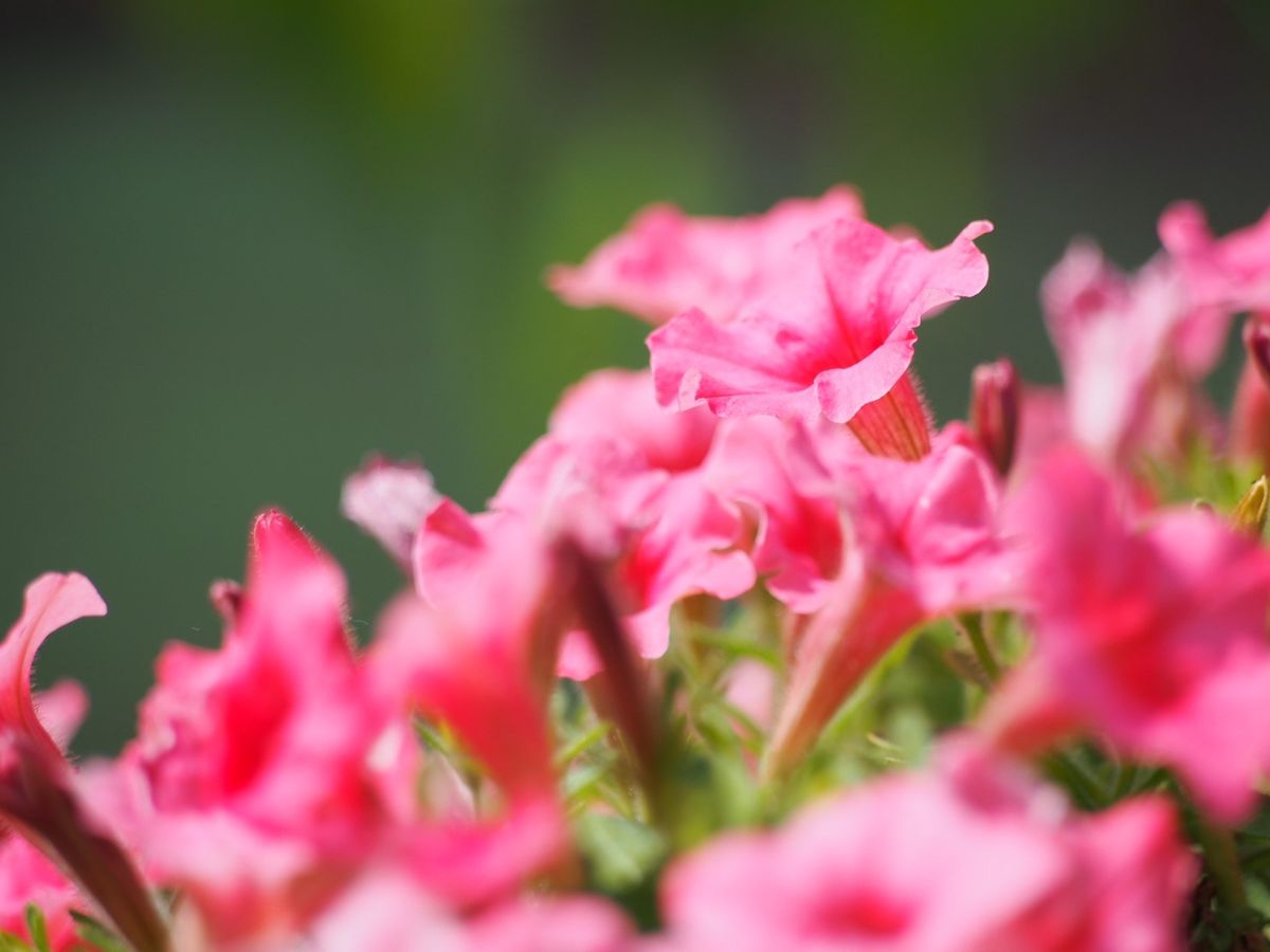 初めてのサフィニア〜小ぶりのお花でチャレンジ 一足早く、花チャレンジを終了します。