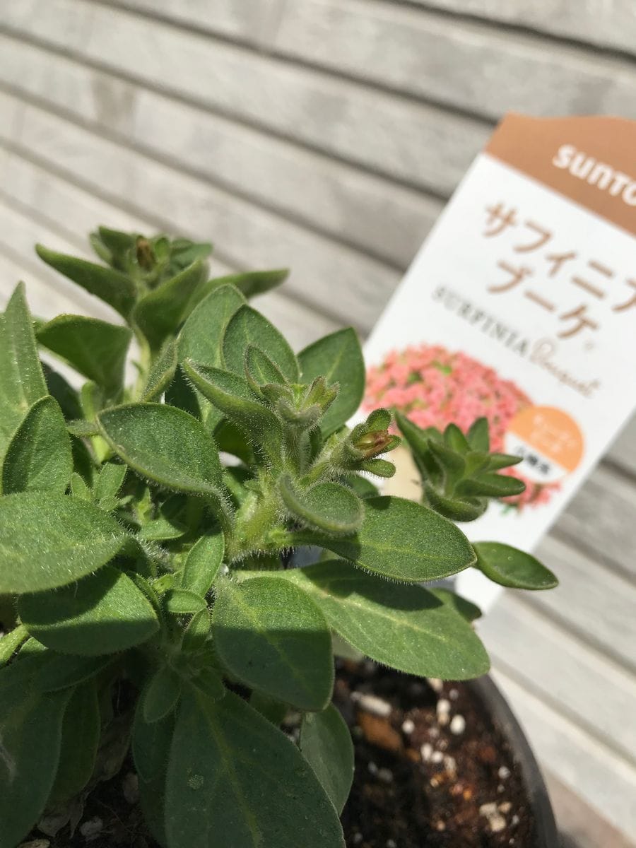 初めてのサフィニア〜小ぶりのお花でチャレンジ 小さなつぼみがもう出てる？