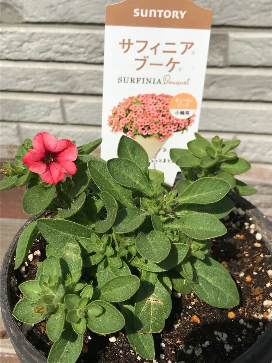 初めてのサフィニア〜小ぶりのお花でチャレンジ 植え付け前に調べるべきでした（汗）