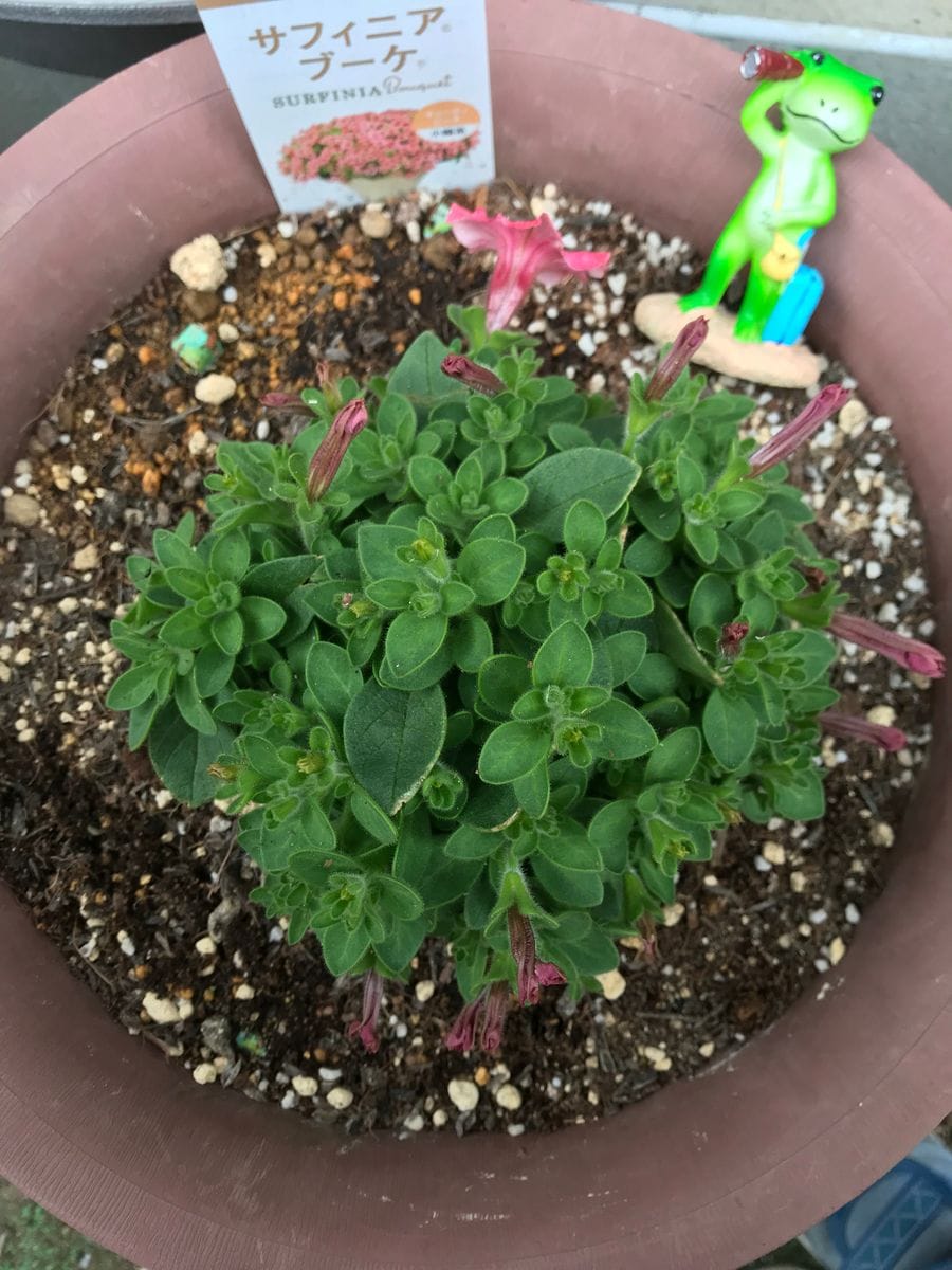 初めてのサフィニア〜小ぶりのお花でチャレンジ 久しぶりの開花