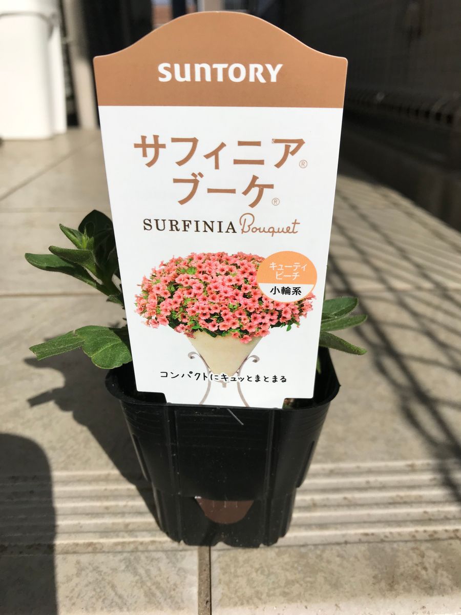 初めてのサフィニア〜小ぶりのお花でチャレンジ