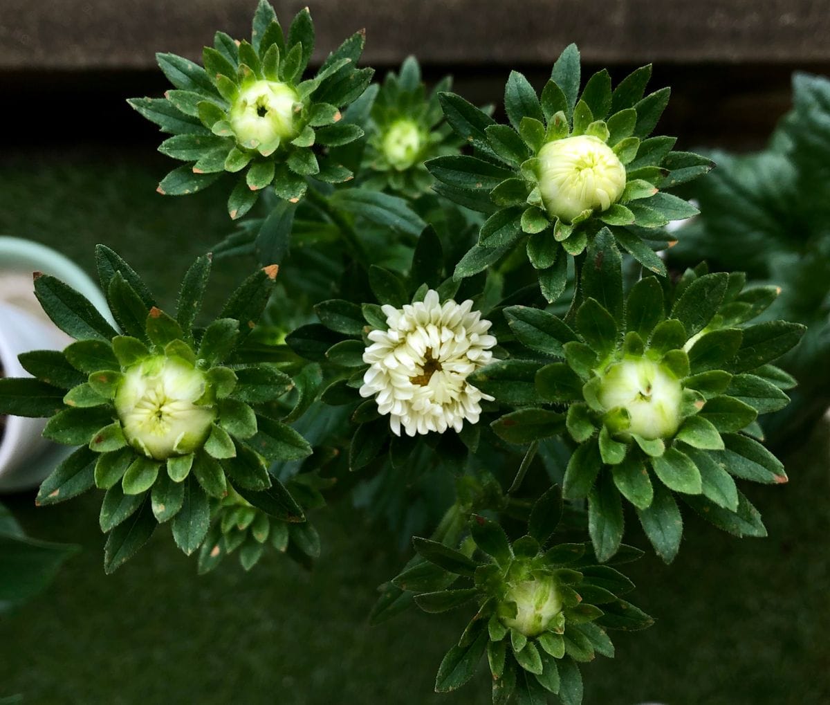 ポンポンアスター 開花