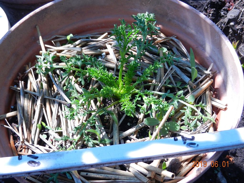 マカの栽培 鉢植えに１株植えたもの